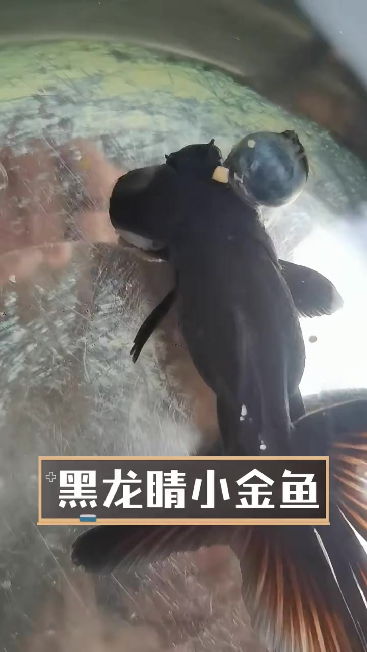 黑龙睛小金鱼