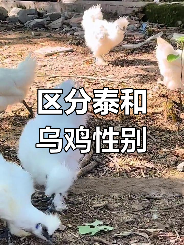 如何快速辨别泰和乌鸡公母