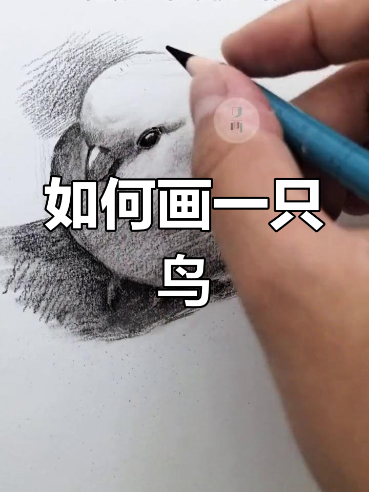 素描画小鸟的步骤解析
