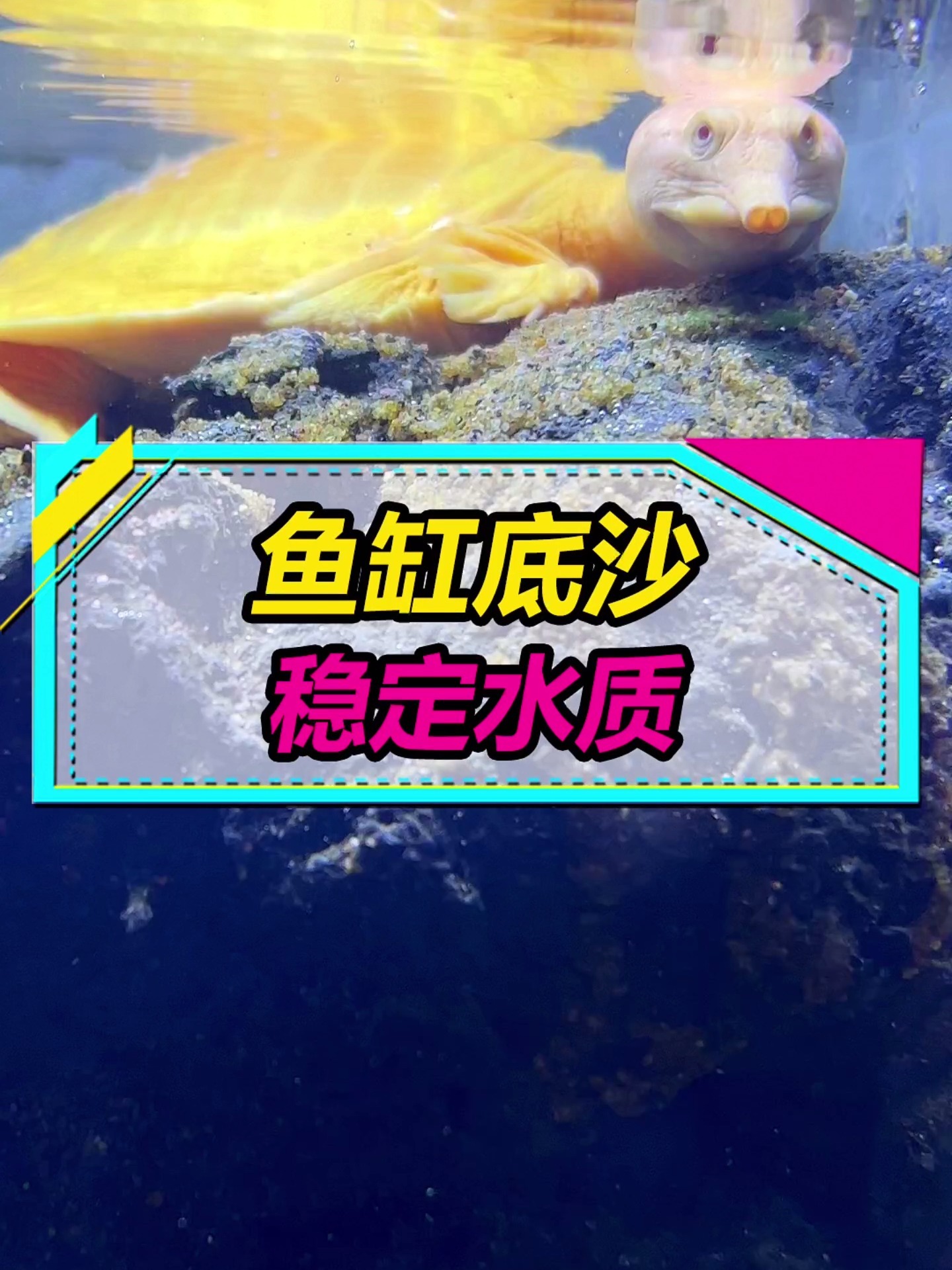 鱼缸里放石头铺沙子,除了观赏,还有大作用