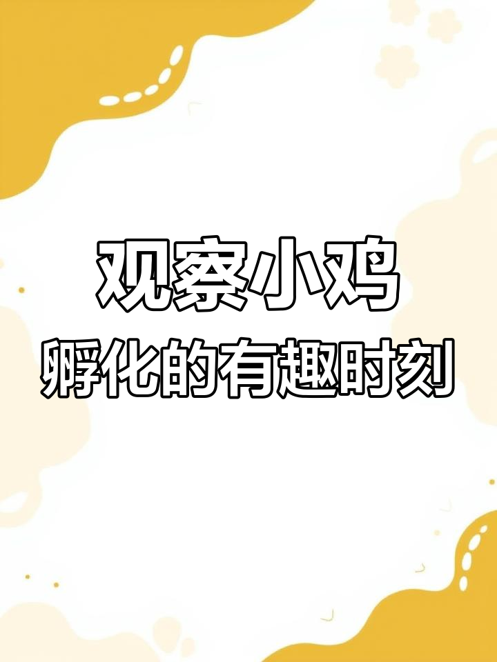 小鸡孵化过程揭秘:从起嘴到破壳的精彩瞬间