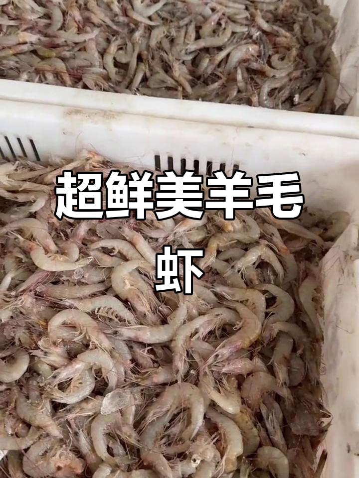 新鲜羊毛虾,肉多皮薄,炒菜吃最美味