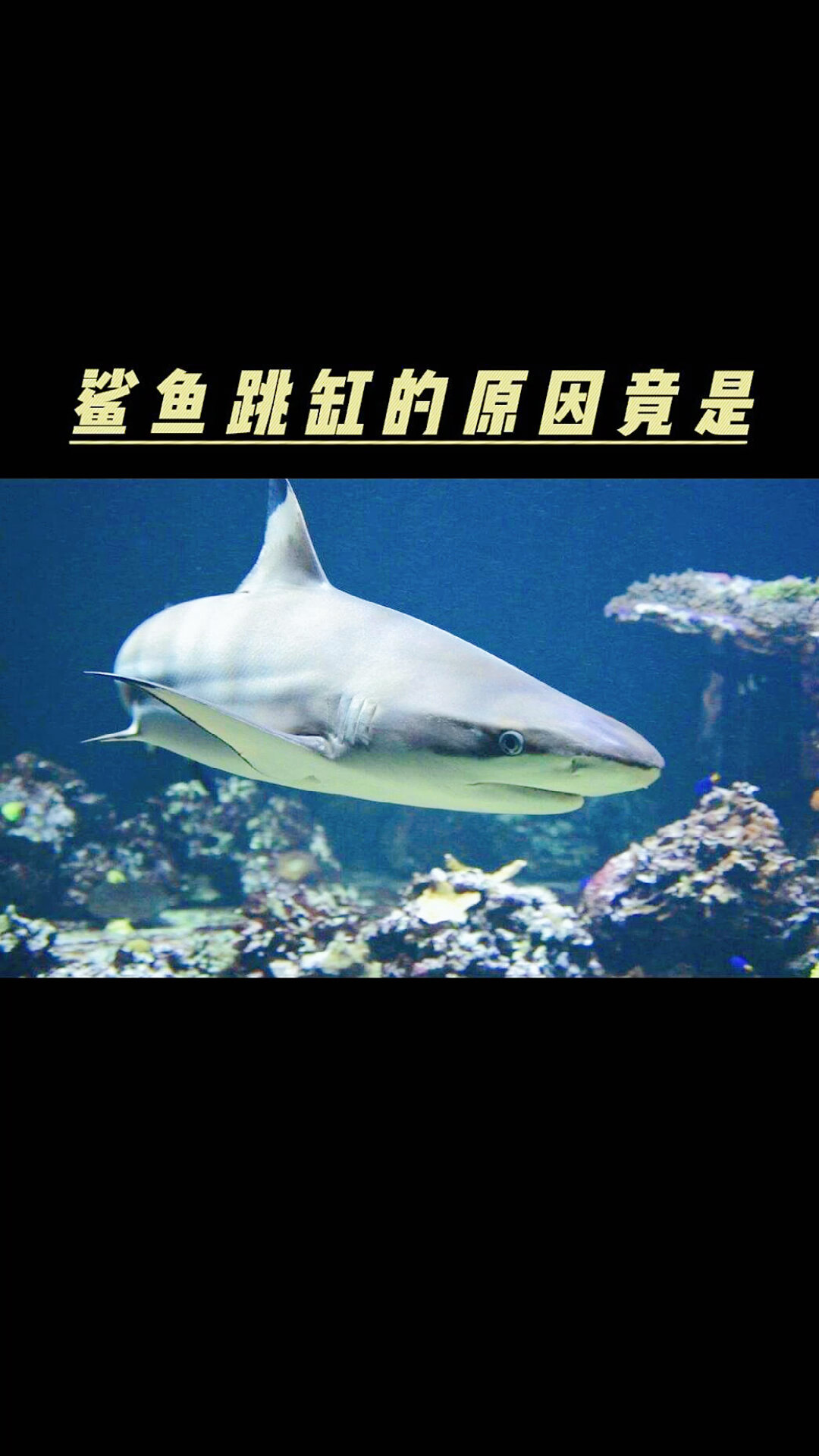 大白鲨适合在家养?有哪些鲨鱼适合在家养