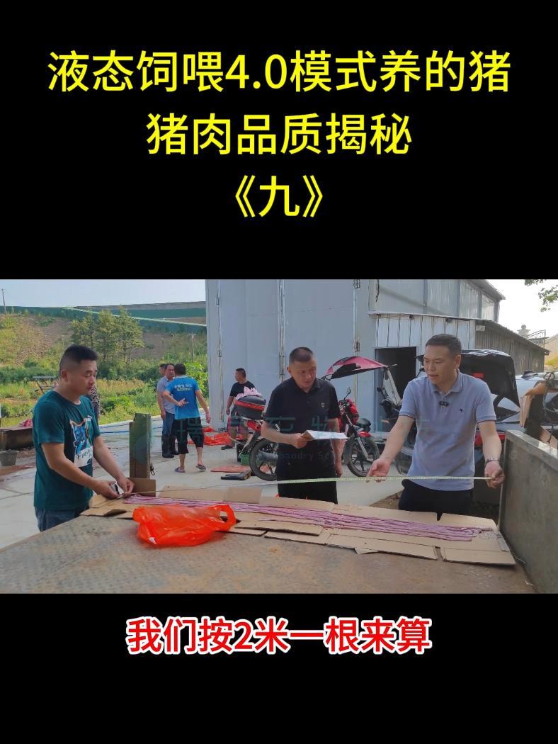 液态饲喂 养的猪,小肠有多长?我们一起来量一量!养猪技术 所有养猪人 猪小肠 放心肉