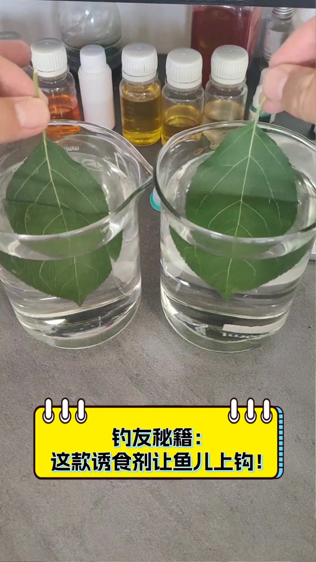 钓友秘籍:这款诱食剂让鱼儿上钩!