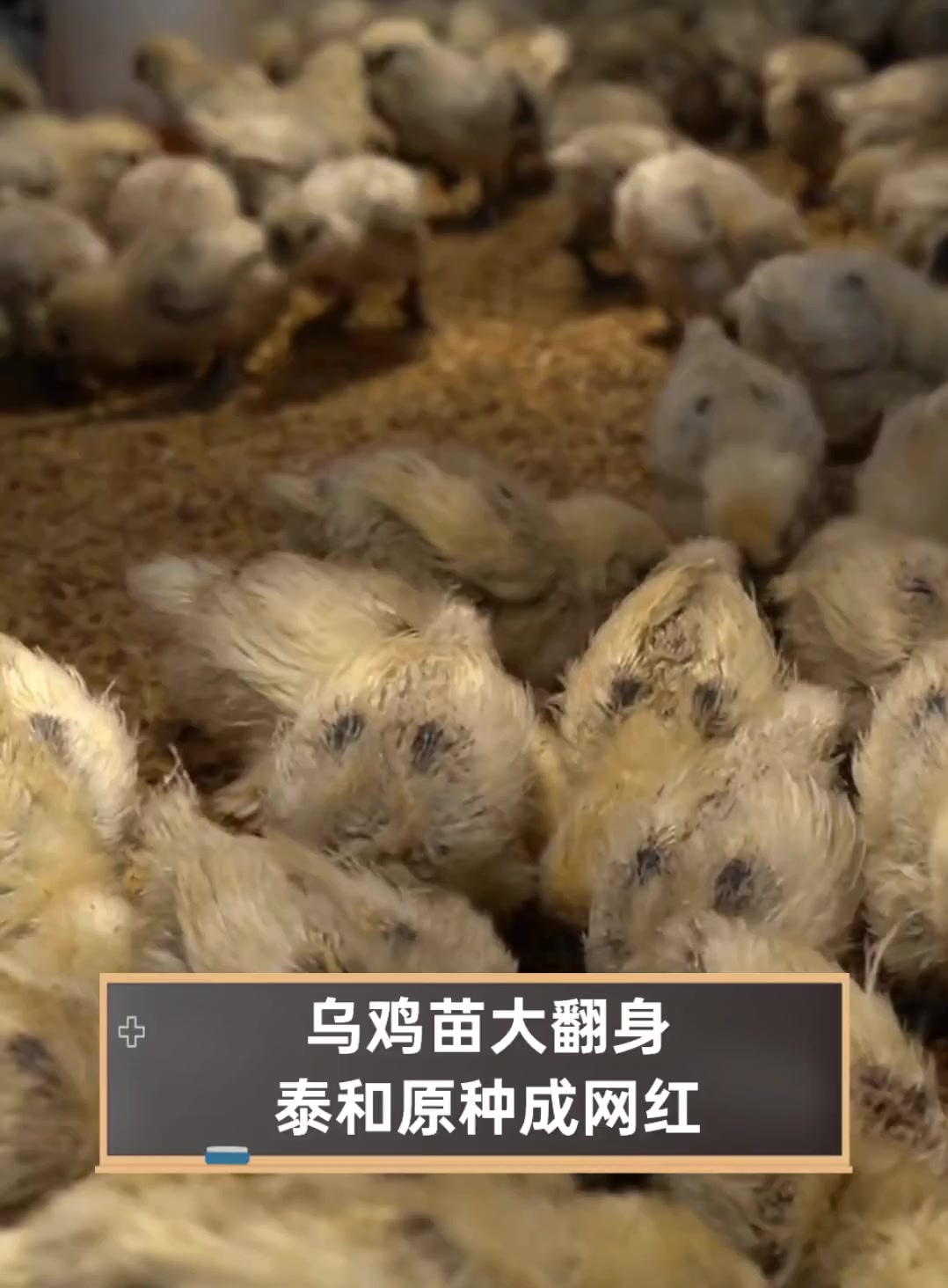 乌鸡苗大翻身,泰和原种成网红