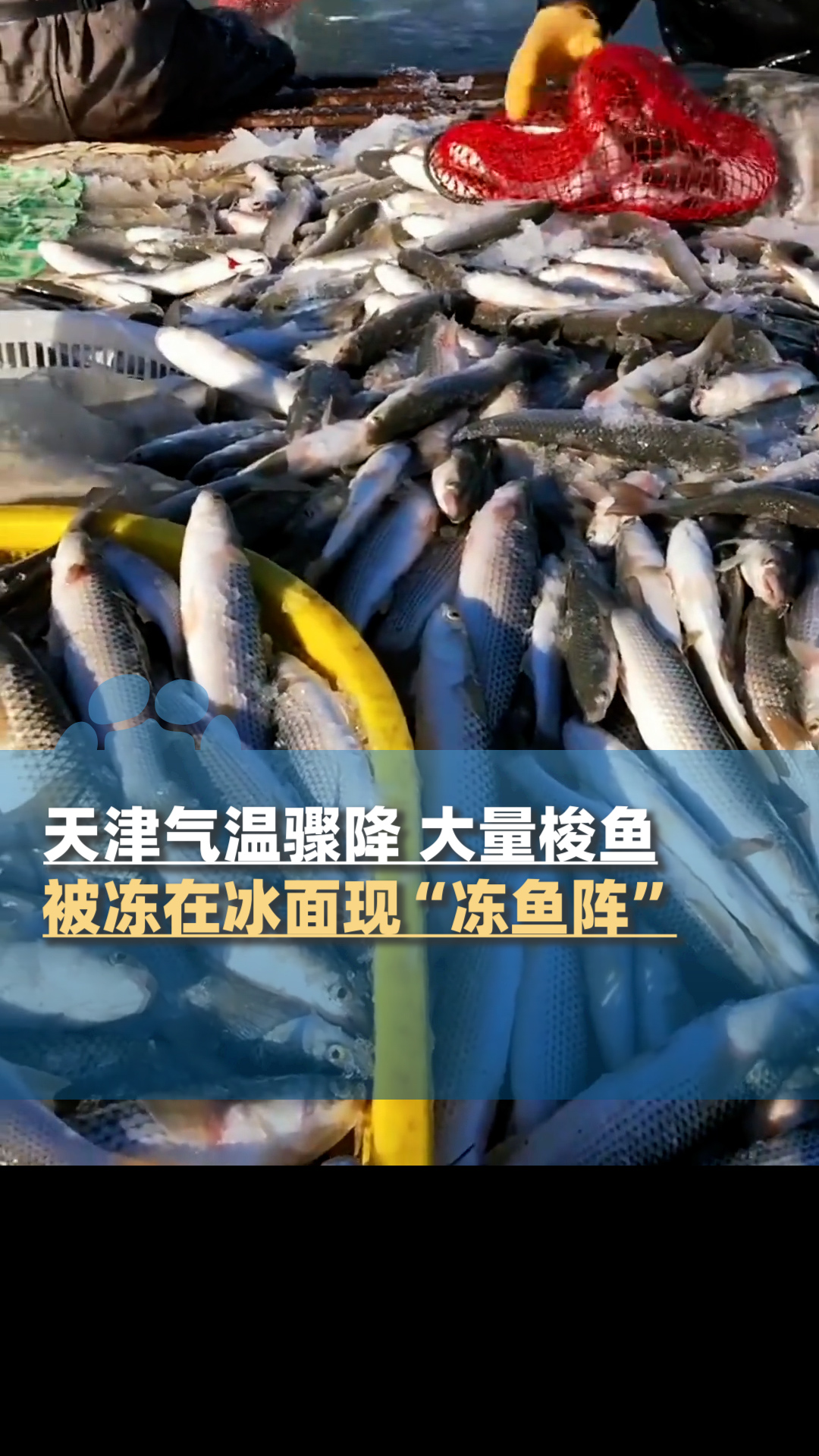 天津气温骤降，大量梭鱼被冻在冰面现“冻鱼阵”