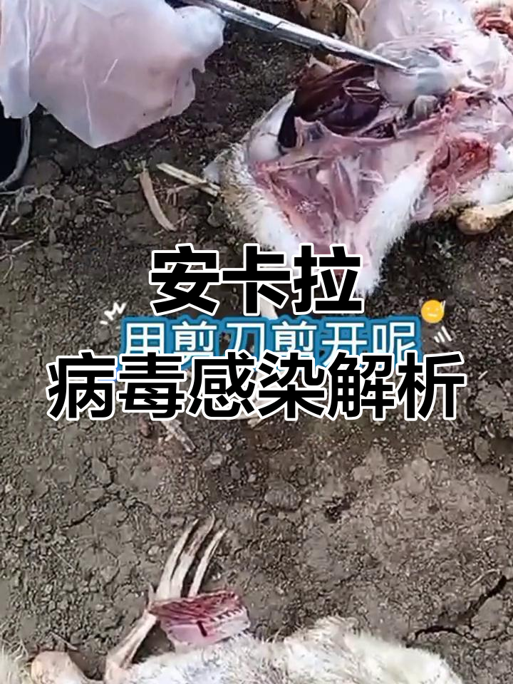 鹅安卡拉病毒病:心包积液与胶状物的病理分析