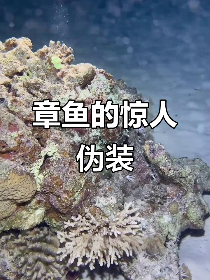 章鱼伪装术:颜色与纹理都能变,完美融入环境