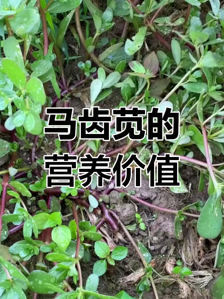 这种野菜你认识吗?马齿苋的神奇功效