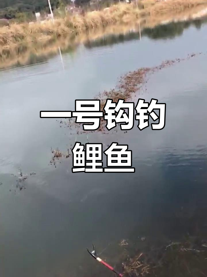 4.5米主线配0.8子线,鲤鱼2.5斤挑战