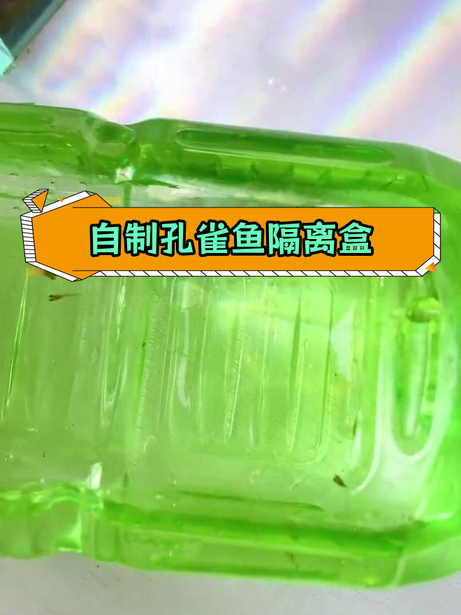 制作简易孔雀鱼隔离盒