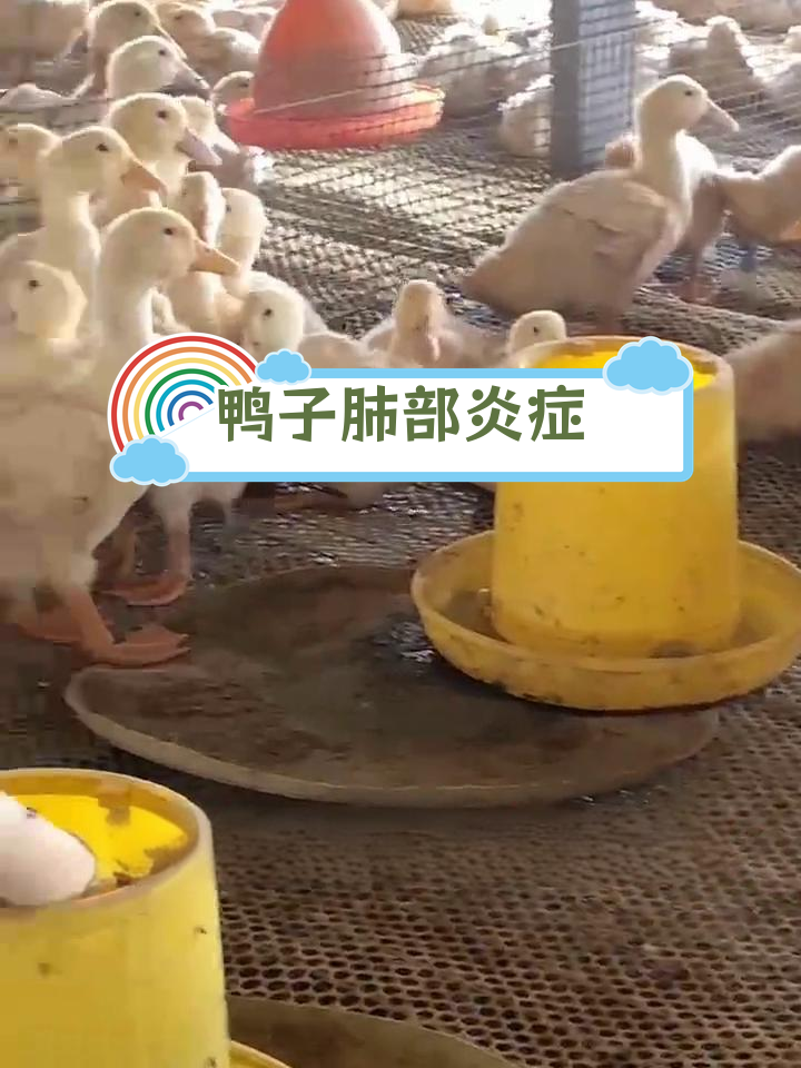 鸭子喘气声大,警惕肺部问题