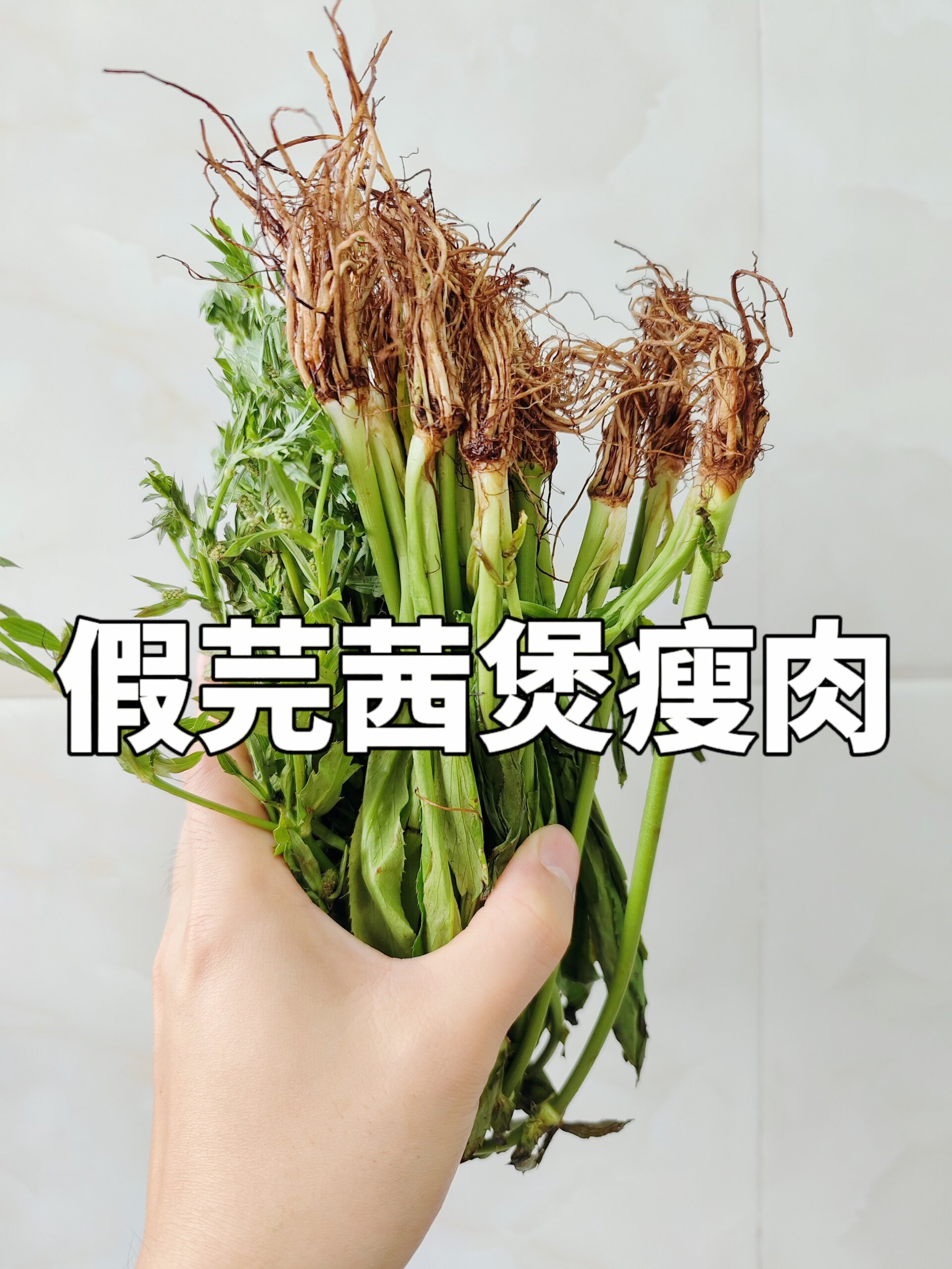 假芫茜煲汤喝过吗?清热又消暑!
