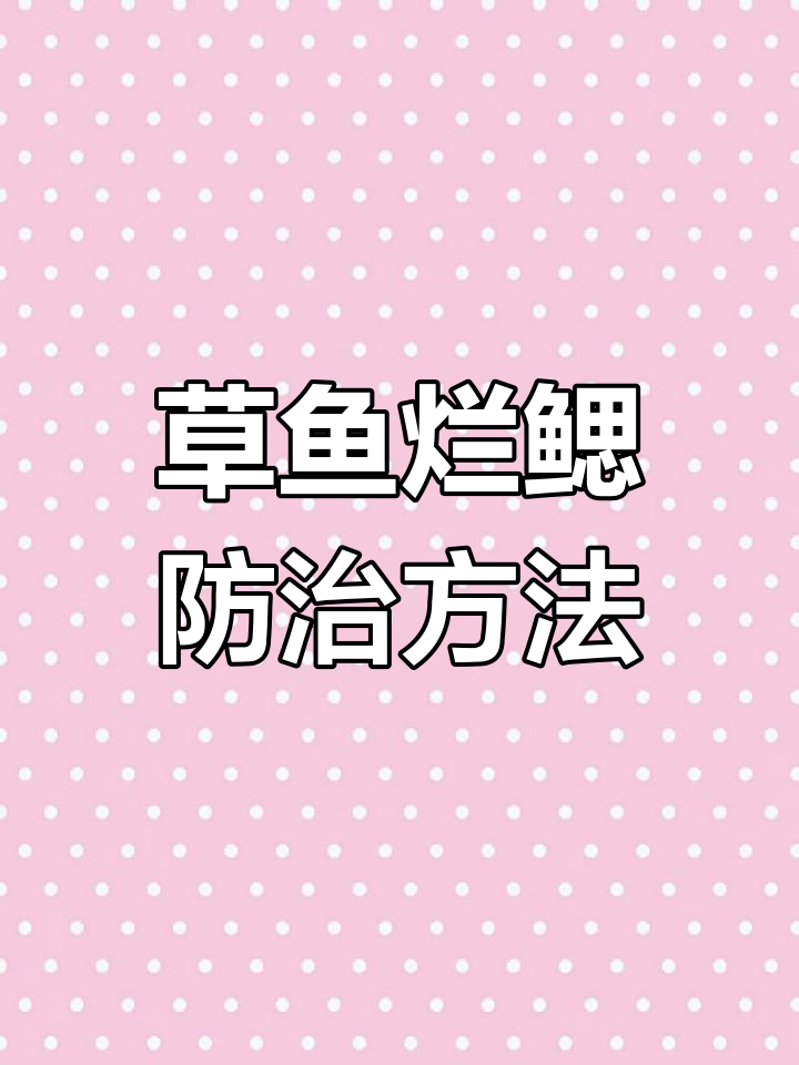草鱼烂腮原因分析,细菌与寄生虫混合感染防控技巧