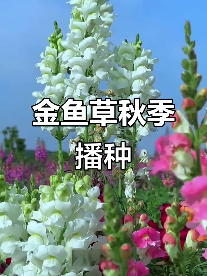 金鱼草种子,秋播春开,耐寒花卉年年有花