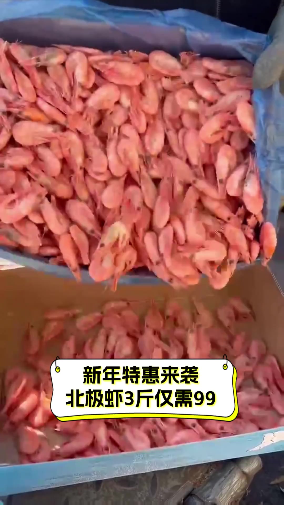 新年特惠来袭,北极虾3斤仅需99