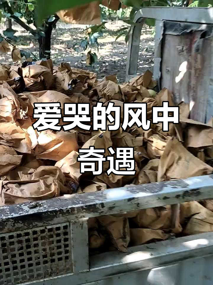 亚麻熟鱿鱼翅,风中爱哭的奇妙旅程