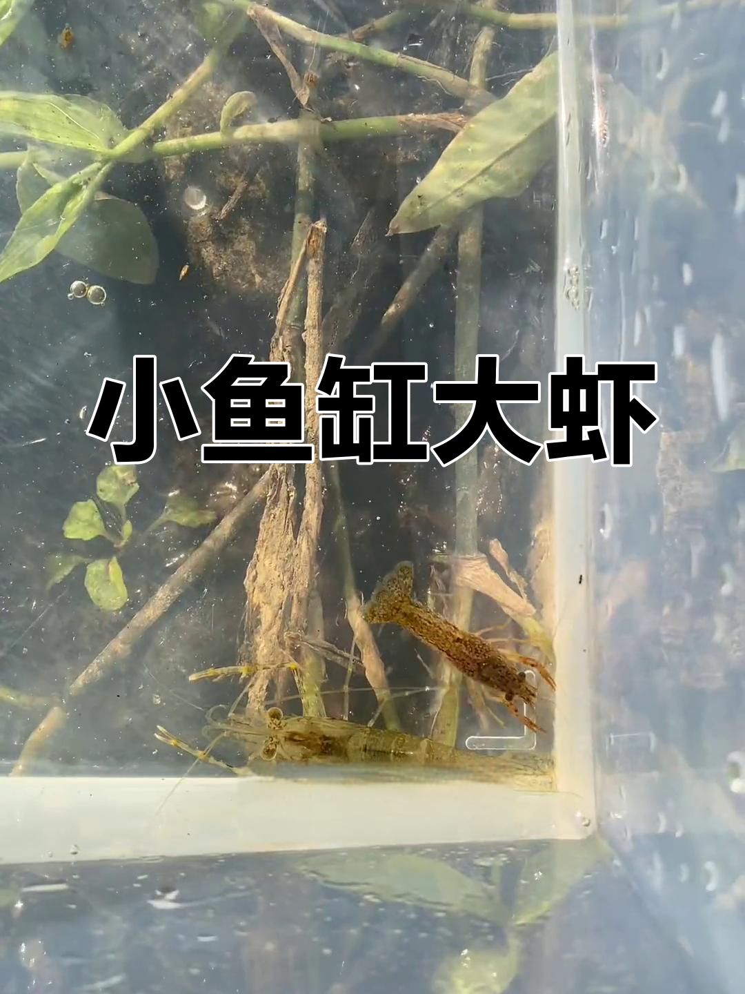 打造精美鱼缸造景,迷你虾群亮相