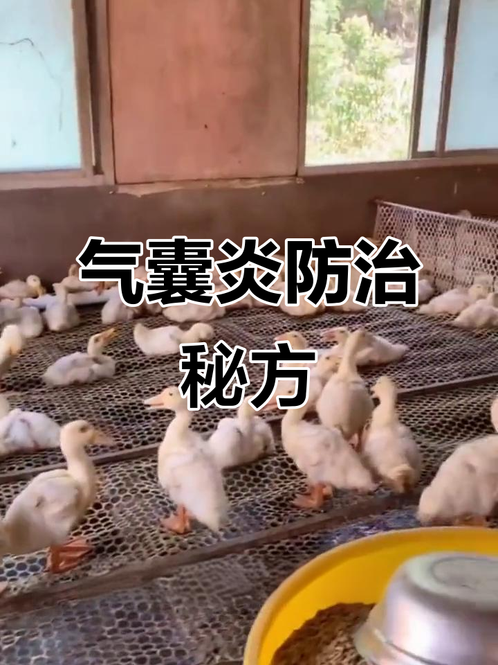 鸭鹅气囊炎的真正原因与治疗方案