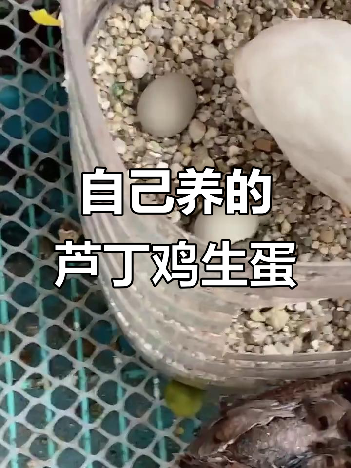 芦丁鸡终于下蛋了,太开心!