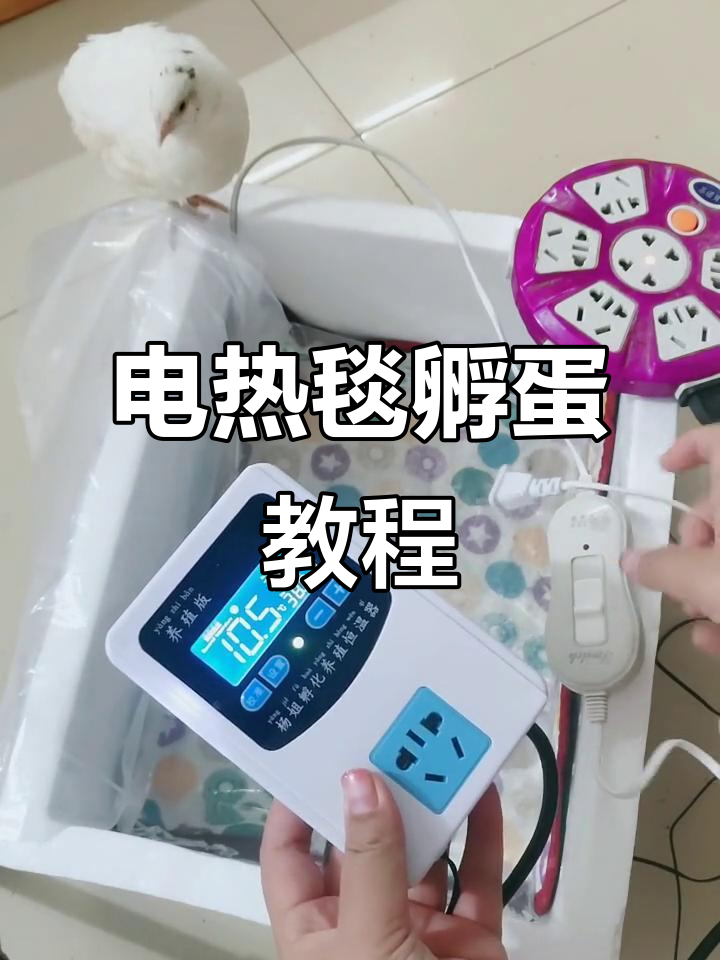 电热毯孵化小鸡,轻松学会!