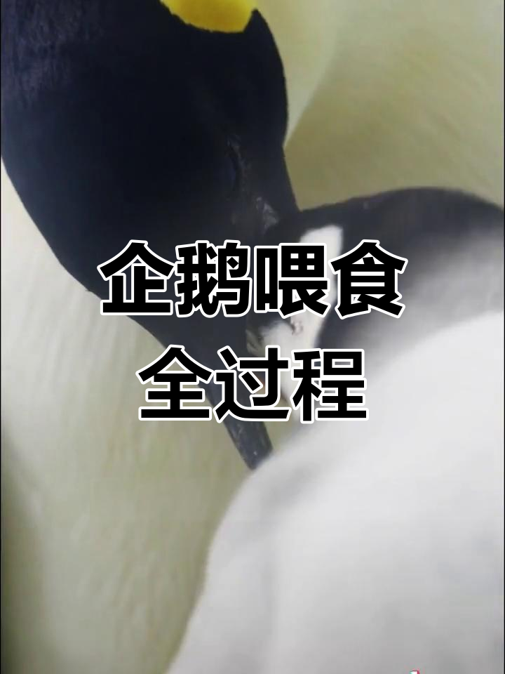 企鹅如何喂养宝宝?揭秘帝企鹅的育儿方式