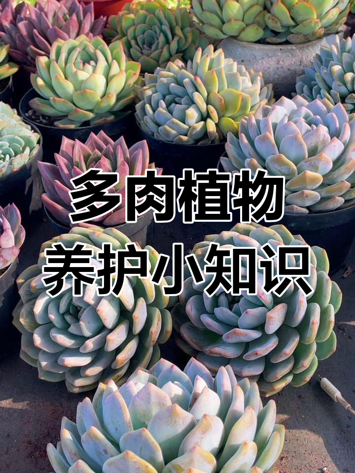 橙子多肉植物养护技巧:如何正确处理干枯叶子