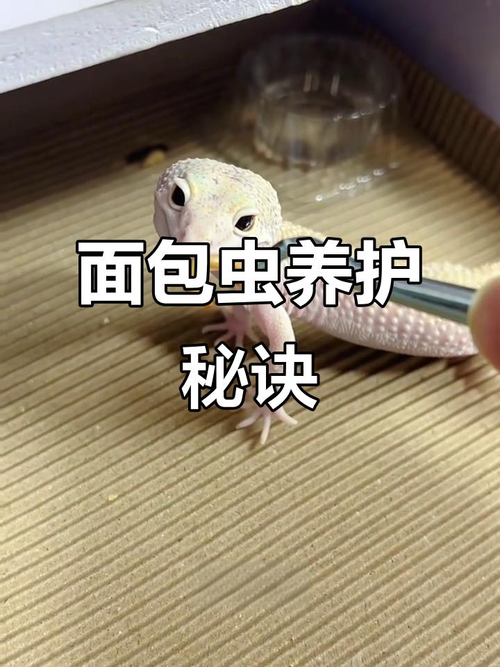 面包虫饲养小技巧:露天筛选,避免皮屑吸入