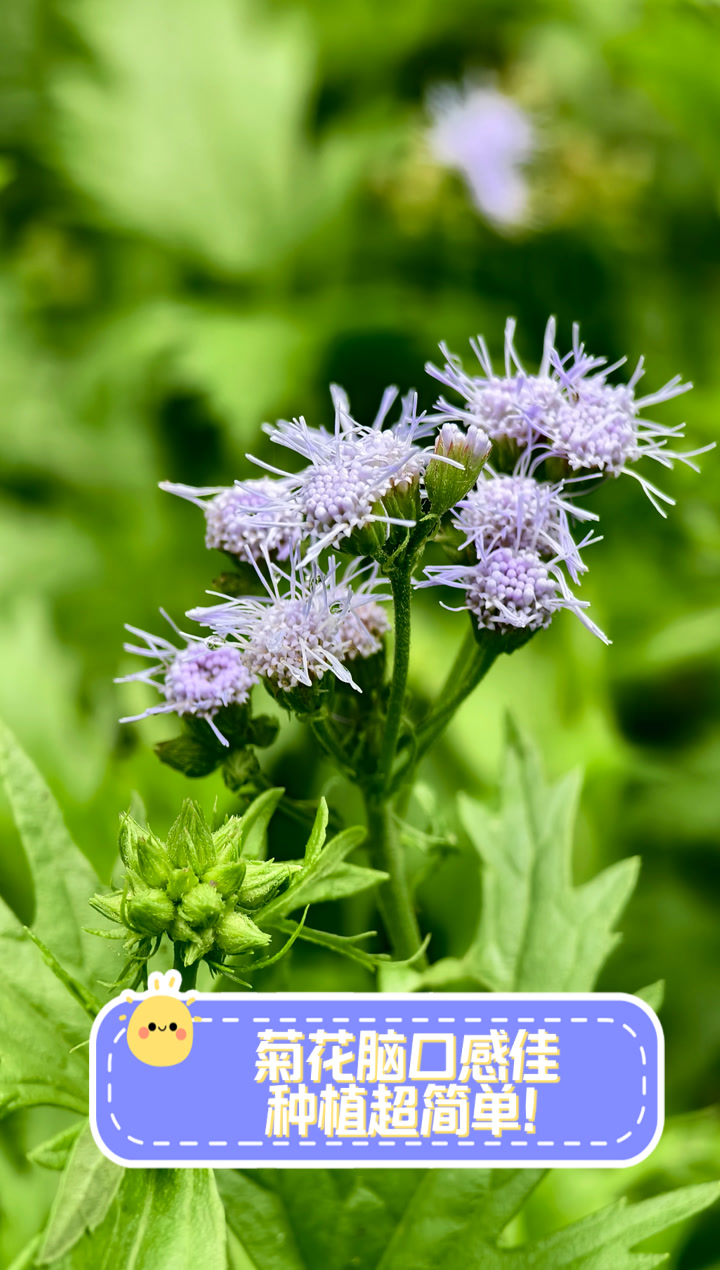 菊花脑口感佳,种植超简单!