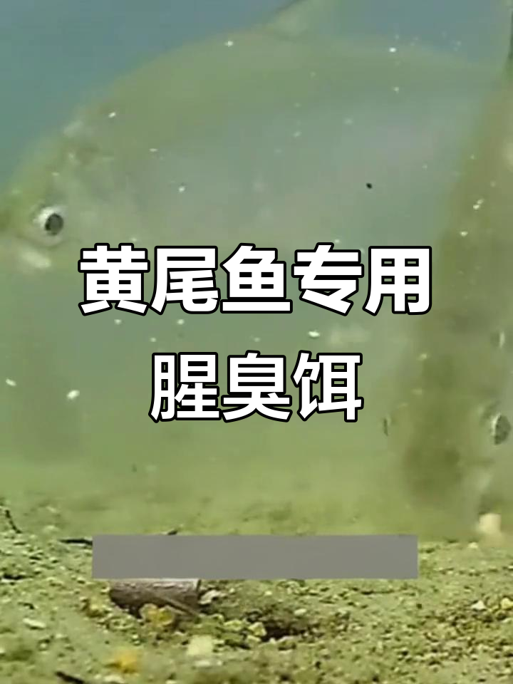 专攻黄尾鱼的腥臭饵料,钓鱼必备!