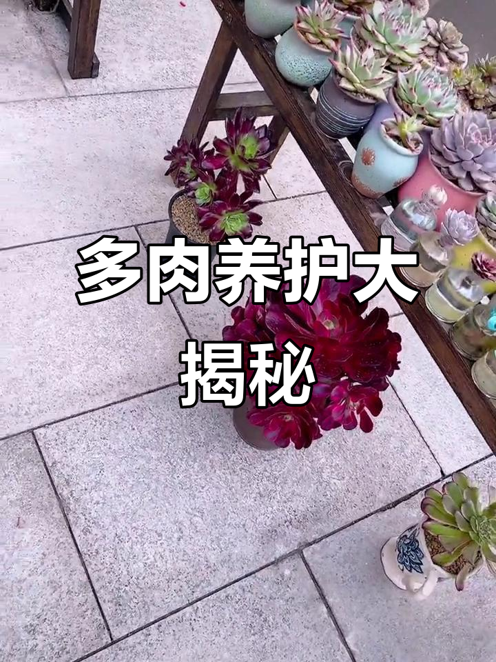养好多肉，却总掉头？法师的成长之路太曲折