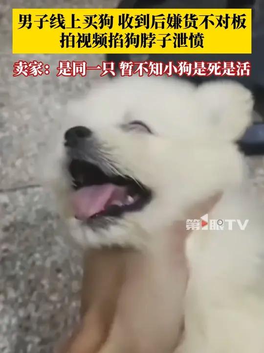 男子线上花400元买狗,收到后嫌“货不对板”掐狗脖子泄愤。卖家朋友:是同一只,让他送回来,