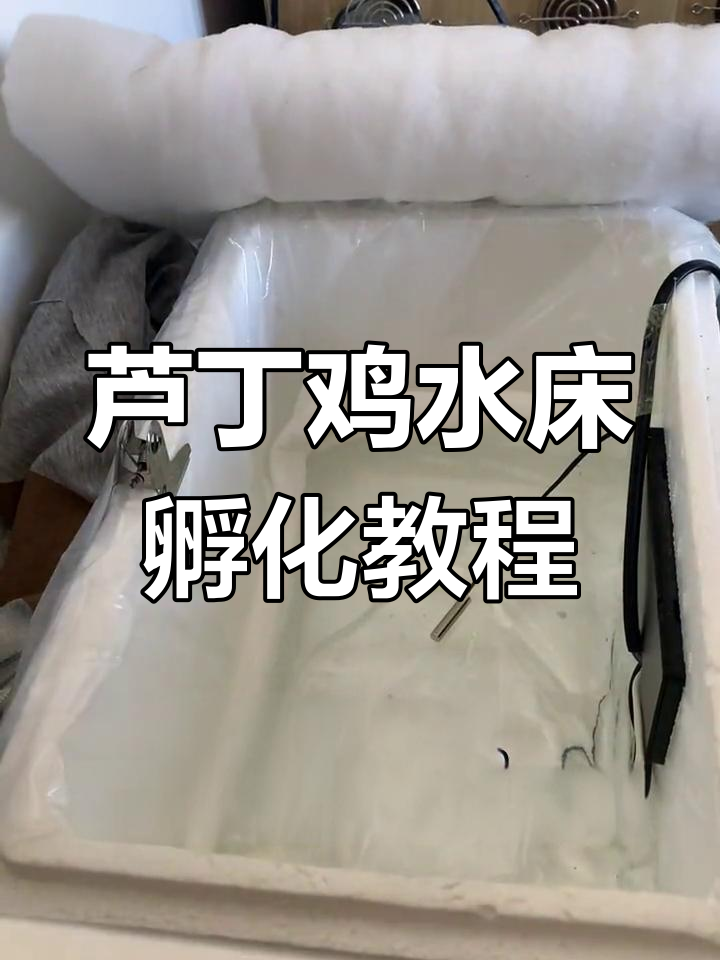 水床孵化器使用全攻略,芦丁鸡孵蛋技巧