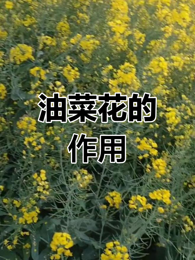 油菜花的多种用途与特性