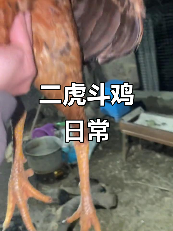 黄脚黑爪公鸡,二虎日常打卡斗鸡场