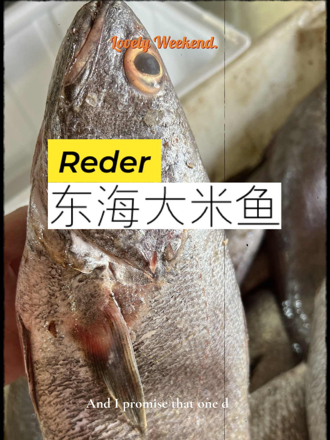 东海大米鱼,肉质鲜嫩似野生大黄鱼,值得一品