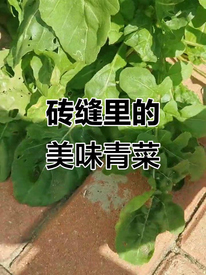 砖缝里长出脆嫩臭菜,深秋味道更佳
