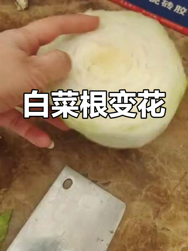 白菜根泡水,春天就能开花!