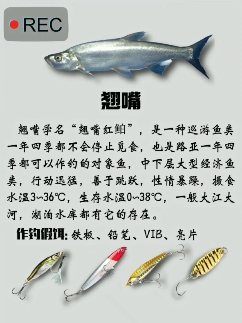 新手入门之路亚对象鱼适用假饵