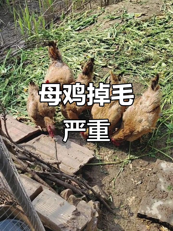 老母鸡掉毛成“脱毛机”,究竟怎么回事?