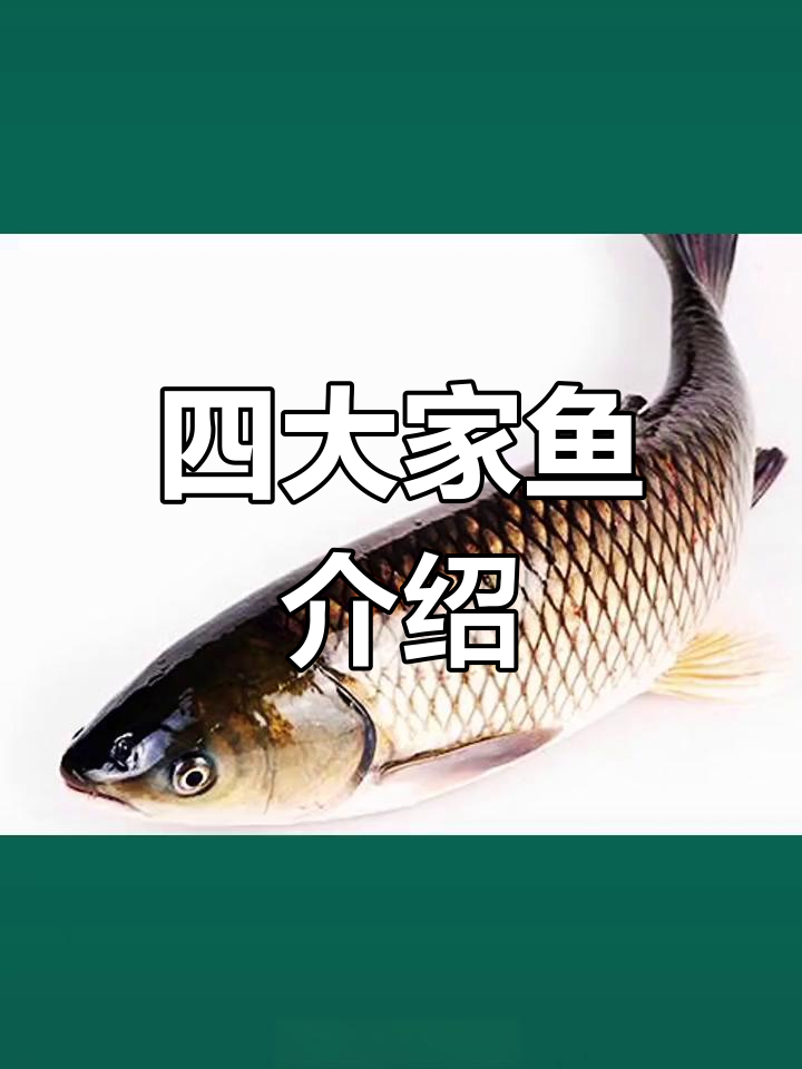 青鱼与草鱼的差异解析