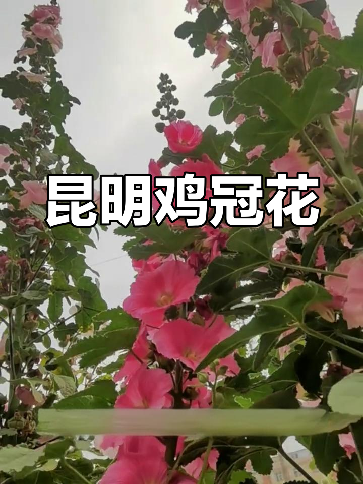 昆明鸡冠花:夏秋常见花卉,耐寒又美丽