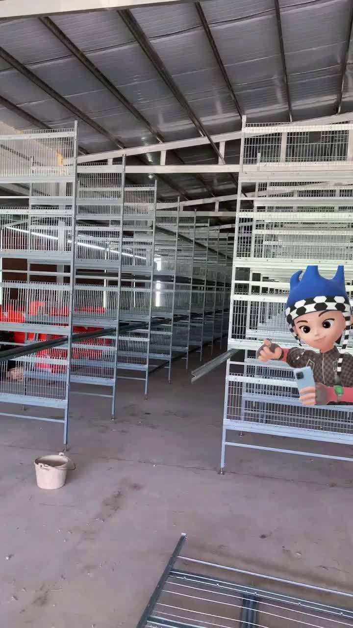 五列四层蛋鸡笼安装中 鸡笼 养殖 养鸡
