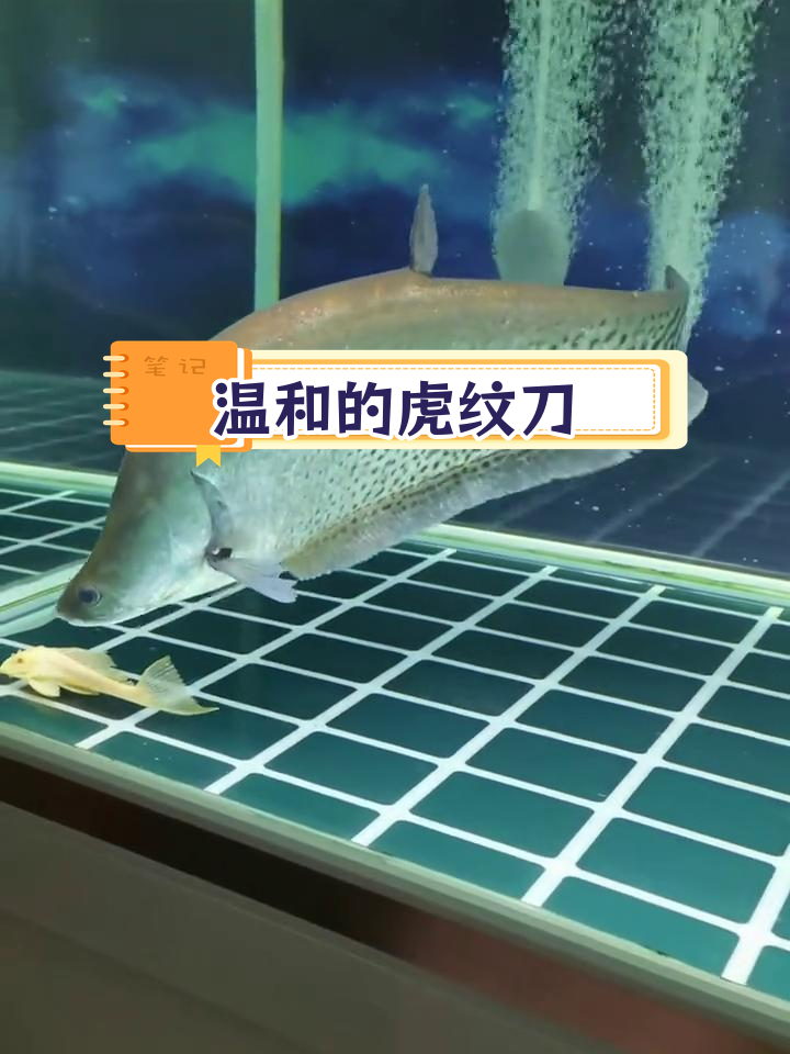 虎纹刀鱼:温顺的大型夜行鱼类,以小鱼虾为食