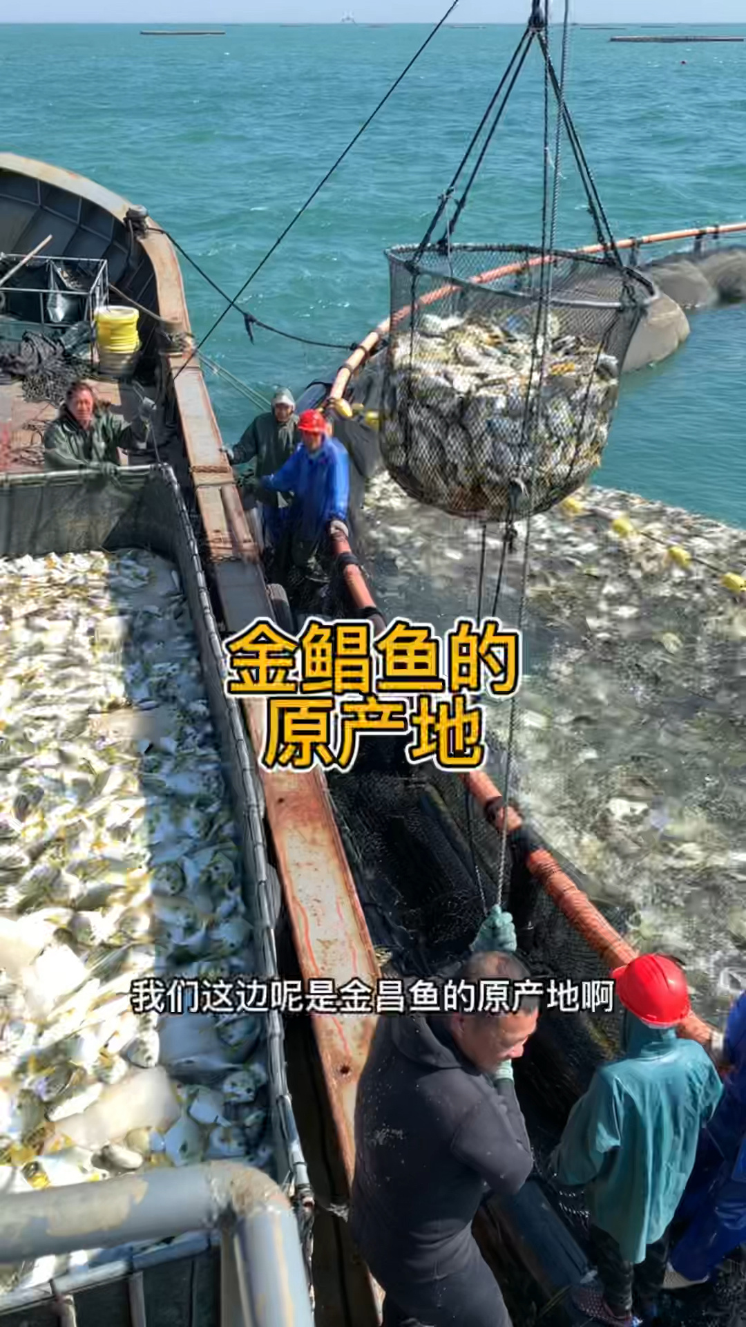 金鲳鱼是热带海鱼,特点就是肉厚刺少