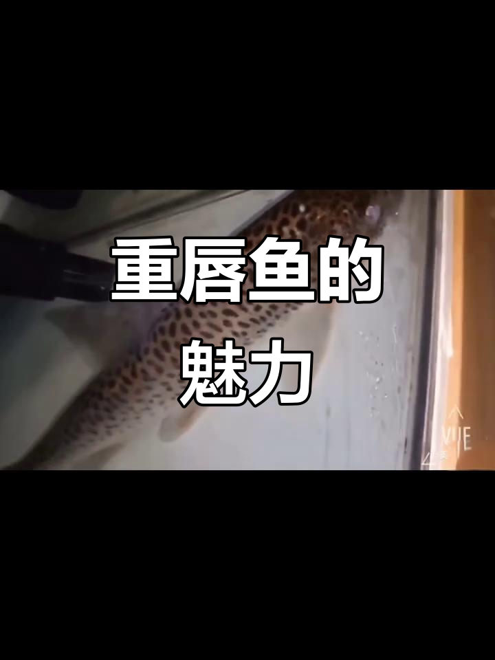厚唇裸重唇鱼:独特外貌与神秘生物