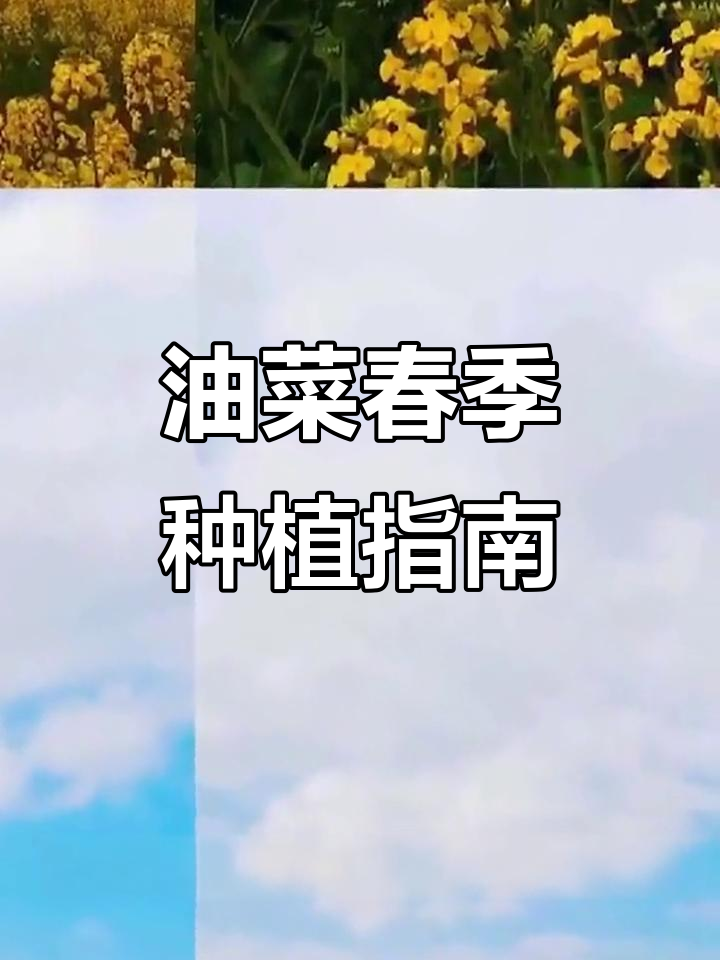 北方油菜种植技巧:何时播种与防冻要点