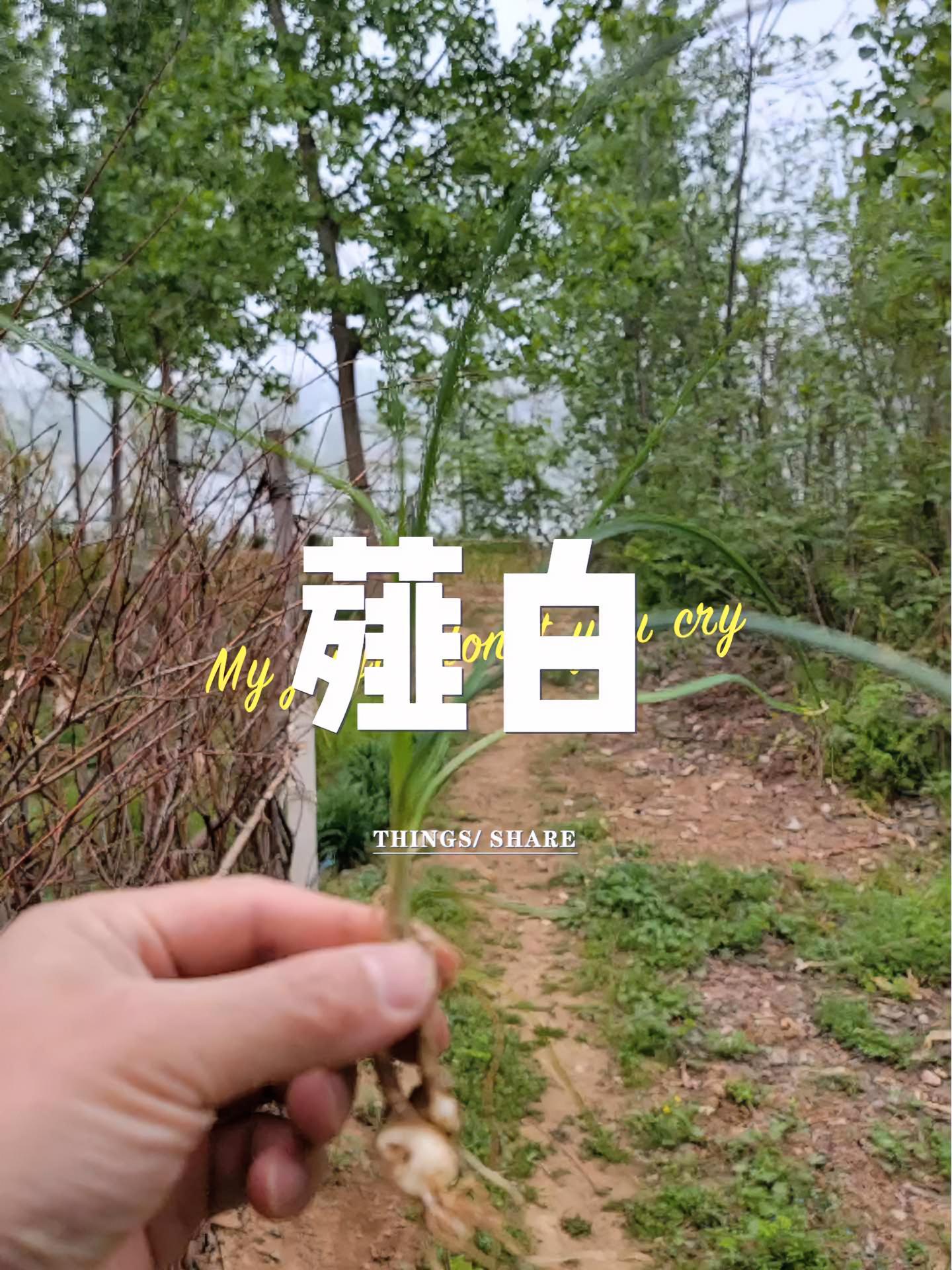 薤白 识百草 三农 春天不可多得的美味野菜,每次回家都要来一盘!中药材