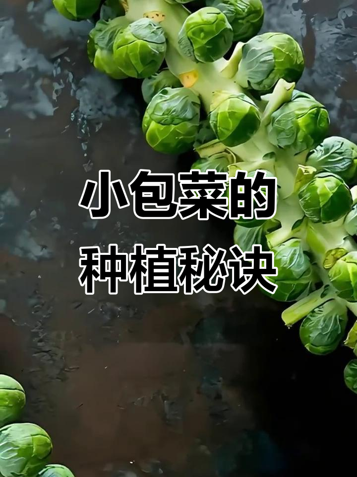 孢子甘蓝种植技巧，轻松收获营养满满的小包菜！